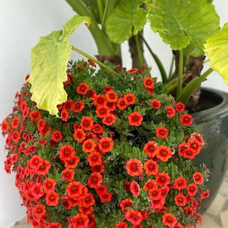 Palm View Guesthouse, Adults Only Bed & Breakfast Praia Da Luz